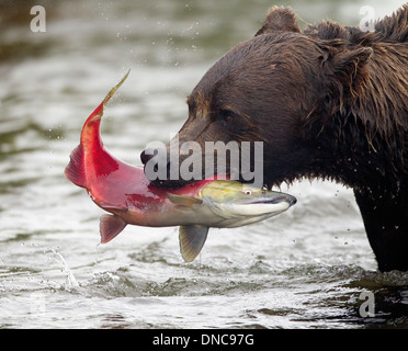 L'ours brun d'Alaska pêcher le saumon Banque D'Images