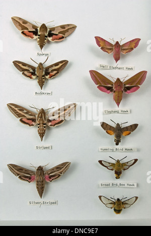 Une collection de la Hawk-papillons Sphingidae Banque D'Images