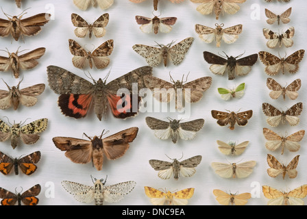 Une collection de papillons épinglés et préservé la Banque D'Images