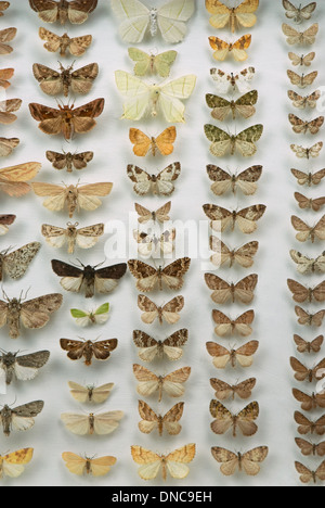 Une collection de papillons épinglés et préservé la Banque D'Images