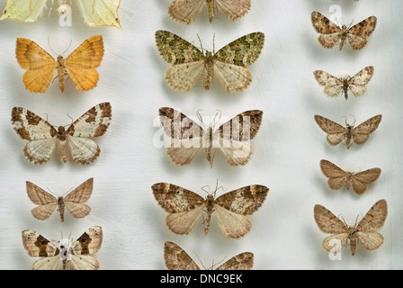 Une collection de papillons épinglés et préservé la Banque D'Images