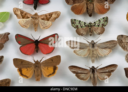 Une collection de papillons épinglés et préservé la Banque D'Images