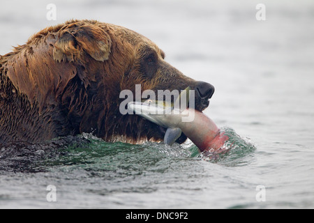 Ours brun de l'Alaska dans le saumon de rivière en bouche Banque D'Images