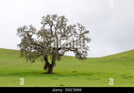 Mousse espagnole Lone California Oak Tree Banque D'Images
