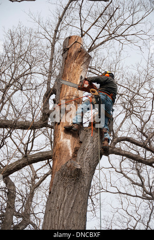 Un aboriste urbain professionnel et un chirurgien d'arbre sont fixés sur un arbre pour utiliser une tronçonneuse afin d'enlever un grand chêne malade dans la cour arrière de Toronto Ontario Banque D'Images