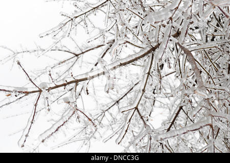Toronto, Canada. 22 Dec 2013. La tempête de la nuit couvre les branches d'arbres avec la couche de glace dans le nord du New York Willowdale. Credit : EXImages/Alamy Live News Banque D'Images