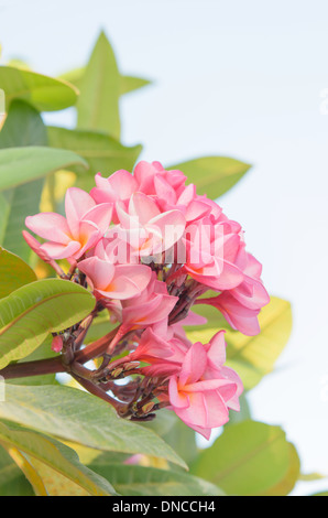 Fleurs de frangipanier , pink plumeria Banque D'Images