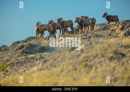 Un troupeau de mouflons d'béliers recueillir au sommet d'une colline dans le parc national Jasper dans les Rocheuses. L'observation de la faune au lac Jasper Banque D'Images