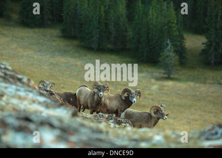 Un troupeau de mouflons d'béliers recueillir au sommet d'une colline dans le parc national Jasper dans les Rocheuses. L'observation de la faune au lac Jasper Banque D'Images