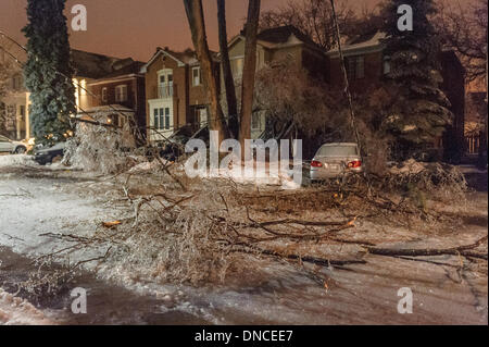 Toronto, Canada. Dec 22, 2013. Les arbres sont tombés à travers Toronto endommager les lignes électriques et les voitures. La pluie verglaçante s'accrochaient à chaque surface de la région du Grand Toronto, l'abattage des arbres et des lignes électriques. Credit : Victor Biro/Alamy Live News Banque D'Images