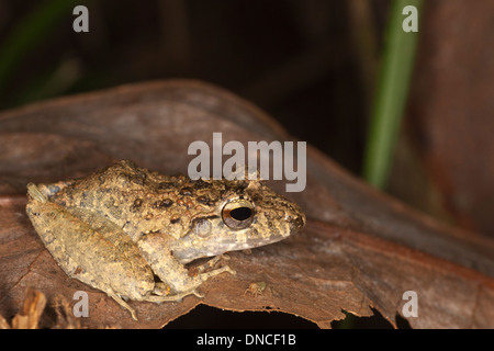 La Pluie d'Fitzinger (grenouille Craugastor fitzingeri) Banque D'Images