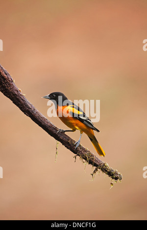 L'Oriole de Baltimore homme perché sur branche d'arbre (Icterus galbula) Banque D'Images