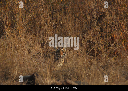 Royal Bengal Tiger Cub à Ranthambhore National Park Banque D'Images