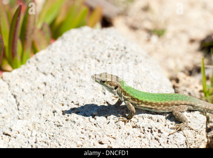 Un homme lézard des murailles (Podarcis maltais le pas filfolensis maltensis) à Comino, Malte. Également connu sous le nom de lézard Lézard Filfola. Banque D'Images