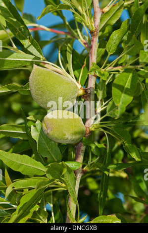 Les jeunes fruits immatures de l'amandier (Prunus dulcis syn. Prunus amygdalus) Banque D'Images