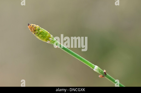 Tige fertile de Marsh Prêle (Equisetum palustre), prêle (famille), Richard Desenclos, Ronda, Andalousie, Espagne Banque D'Images