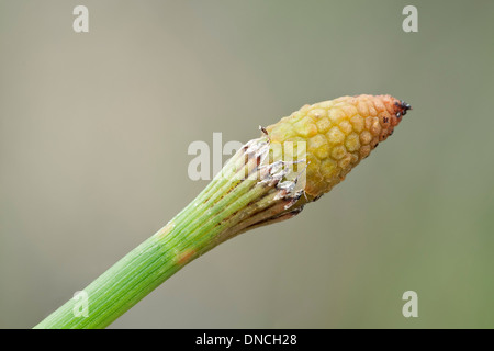 Cône de Marsh de spores de prêle (Equisetum palustre), prêle (famille), Richard Desenclos, Ronda, Andalousie, Espagne Banque D'Images