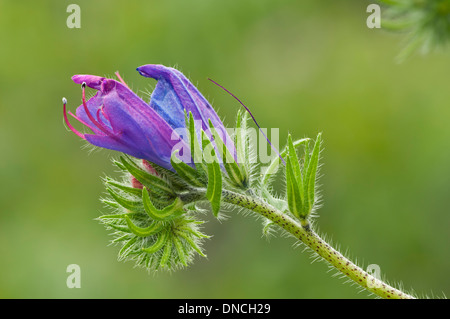 Fleur simple chef de Blueweed (Echium vulgare) Banque D'Images