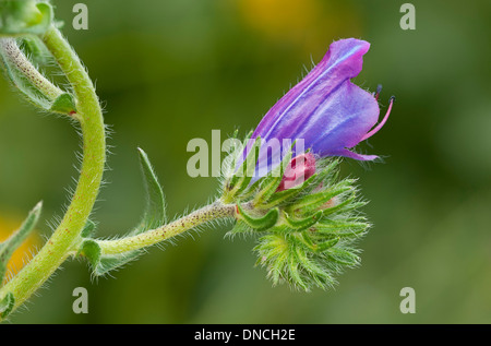 Fleur simple chef de Blueweed (Echium vulgare) Banque D'Images