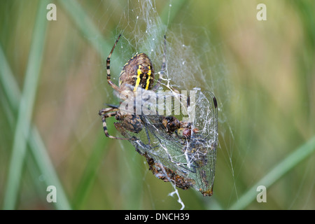 Spider Argiope bruennichi (WASP) avec les proies Banque D'Images