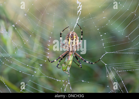 Spider Argiope bruennichi (WASP) avec les proies, la Suisse, l'Europe Banque D'Images