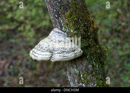 Corps de fruits d'un champignon Fomes fomentarius (Amadou), Polyporaceae, immangeable, Suisse Banque D'Images