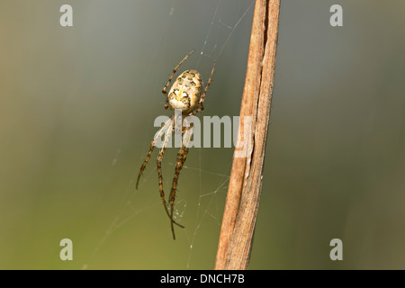 Meta segmentata, araignée des tisserands orb plate (Tetragnathidae) Banque D'Images