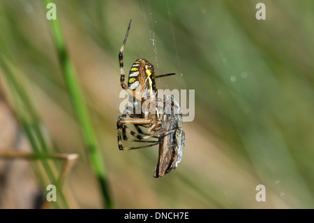 Spider Argiope bruennichi (WASP) avec les proies Banque D'Images