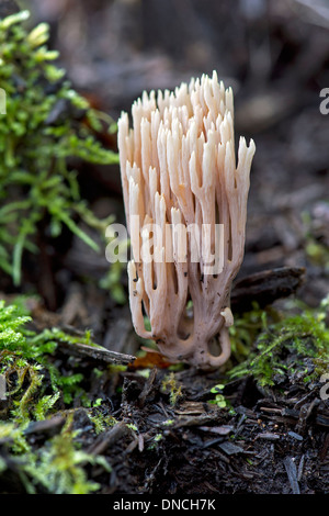 Direction générale de la stricte-Champignon de corail (Ramaria stricta), non comestible, la famille Ramariaceae Banque D'Images