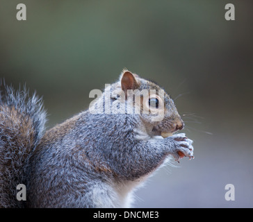Écureuil gris gros plan Banque D'Images
