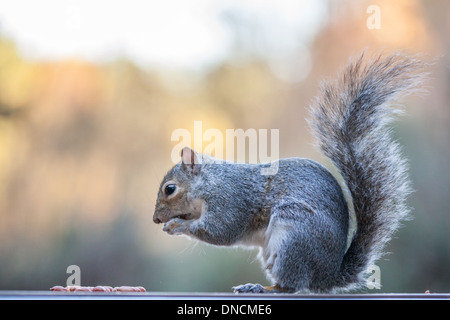 Écureuil gris gros plan Banque D'Images