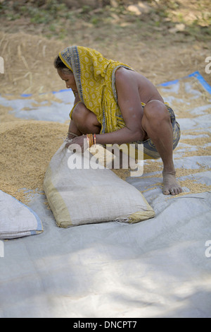 Femme Tribal dans des sacs de blé de remplissage, Bhuvaneshwar, Orissa, Inde Banque D'Images