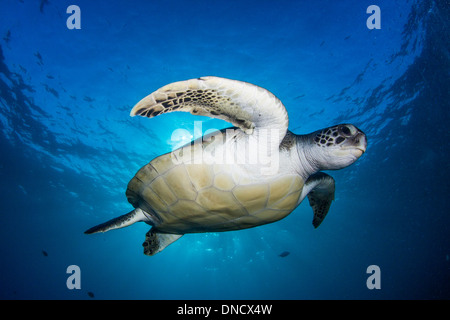 Une tortue verte (Chelonia mydas) Nager dans les eaux cristallines de l'île des Canaries (Espagne). Banque D'Images