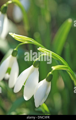 Perce-neige (Galanthus nivalis), close up Banque D'Images