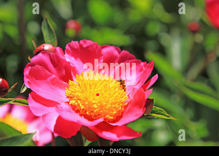 Fleur de pivoine avec bee, suisse, Bâle Banque D'Images