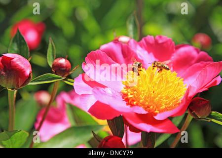 Fleur de pivoine avec bee, suisse, Bâle Banque D'Images