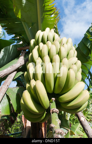 Grappe de bananes naines vert de plus en plus dans le sud de Madère, Madère, Portugal Banque D'Images