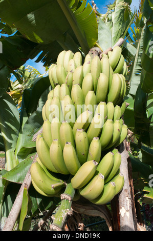 Grappe de bananes naines vert de plus en plus dans le sud de Madère, Madère, Portugal Banque D'Images