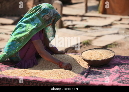 Femme Bhil, grains de tri tribu Bhil, Madhya Pradesh, Inde Banque D'Images