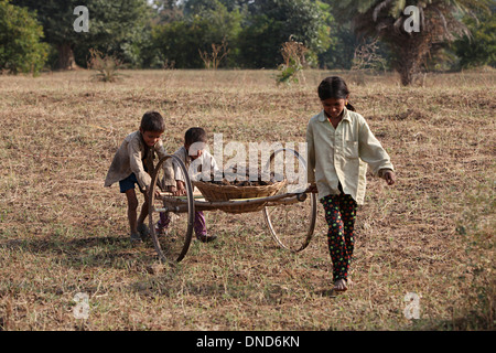 Des enfants portant de la bouse de vache dans le panier. Tribu Bhil, Madhya Pradesh, Inde. Banque D'Images