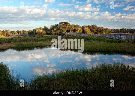 Green Cay Wetlands - Boynton Beach, Floride USA Banque D'Images