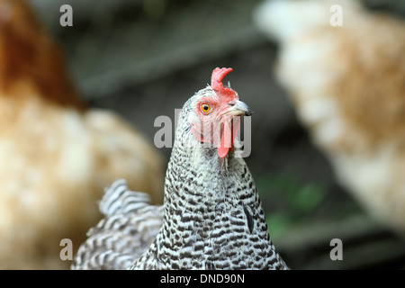 Poule noire et grise sur le portrait de cour de ferme Banque D'Images