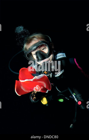 Fenmale scuba diver regarder sur Spanish Dancer (Hexabranchus sanguineus) nager dans la nuit. Red Sea, Egypt, Africa Banque D'Images