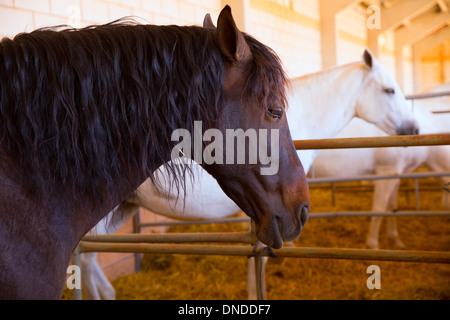 Chevaux dans une rangée à bétail en Espagne juste magnifique portrait Banque D'Images