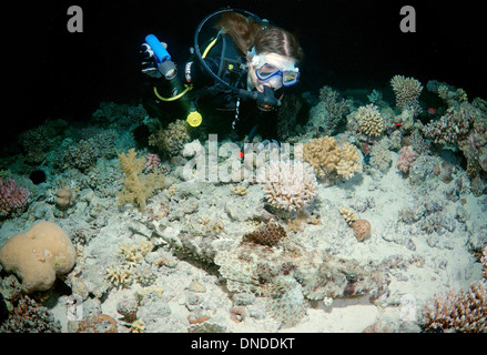 À la plongée à flathead Tentacled ou « poissons crocodiles » (Papilloculiceps longiceps) en plongée de nuit. Red Sea, Egypt, Africa Banque D'Images