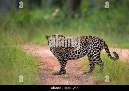 Intention dans les yeux d'un Leopard Banque D'Images