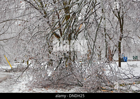 Toronto, Canada. Dec 22, 2013. Les branches d'arbres tombés et les fils électriques emmêlées ensemble comme lendemain de tempête et de pluie verglaçante. Credit : CharlineXia/Alamy Live News Banque D'Images