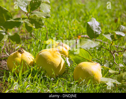 Encore plus de fruits coing image dans l'herbe verte nature plein air Banque D'Images