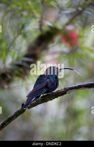 Campyloptère violet, Campylopterus hemileucurus, près de Cerro Punta, Chiriqui province, République du Panama. Banque D'Images