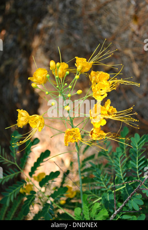 Poinciana nain nom Latin Caesalpinia pulcherrima Banque D'Images